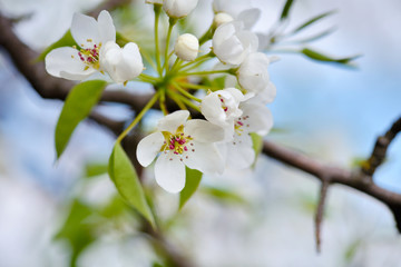 Flowers bloom on a branch of pear against blue sky
