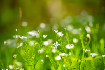 Stellaria blooms on may green meadow. Floral background