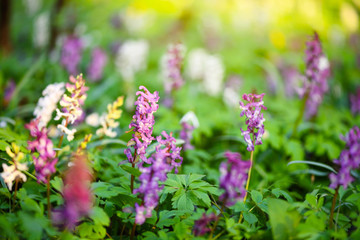 Hollowroot (in Latin: Corydalis cava) blooms in the forest