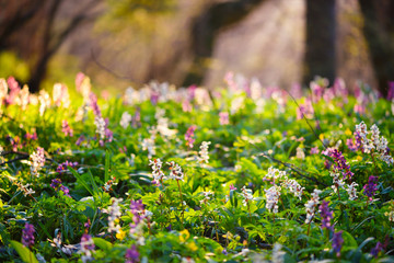 Spring forest with blooming Corydalis cava flowers