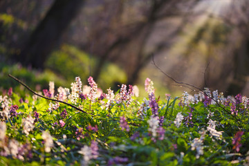 Spring forest with blooming Corydalis cava flowers