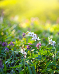 Hollowroot (in Latin: Corydalis cava) blooms in the forest