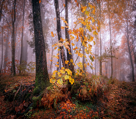 Golden foggy autumn Tuscany forest. Italy. Close up photo of leaves. 