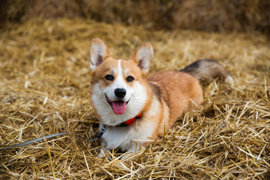 Happy corgi dog Laing on hay smiling with tongue out - Powered by Adobe