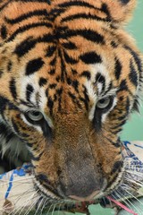The eyes and stripes on the face of the Bengal tiger