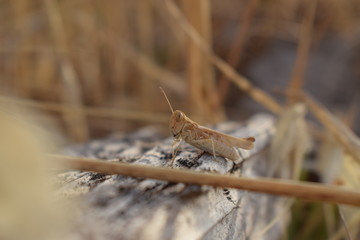 Locusta migratoria Orthoptera-Acrididae grasshopper locust