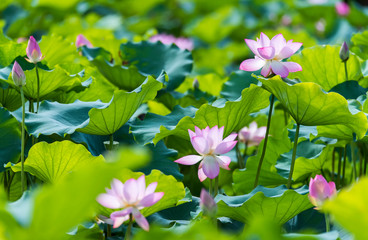 lotus flower blooming in summer pond with green leaves as background