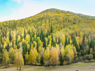autumn, xinjiang, village, white, haba, golden, beautiful, kanas, china, nature, color, natural, landscape, tree, forest, rural, fall, countryside, morning, background, yellow, colorful, travel, orang