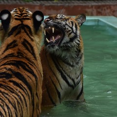 The female Bengal tiger is angry.