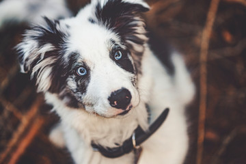 Border-Collie Welpe im Wald