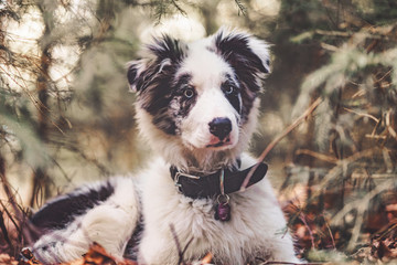 Border-Collie Welpe im Wald