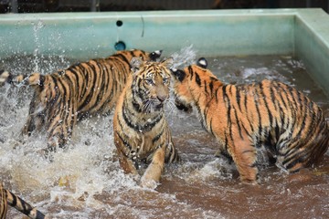 Fototapeta na wymiar Three little tigers are playing in the pool
