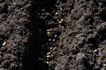 The seeds are planted in warm spring soil