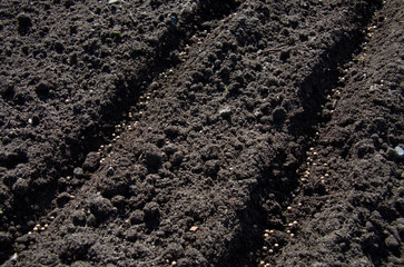 The seeds are sown in furrows in the warm spring soil