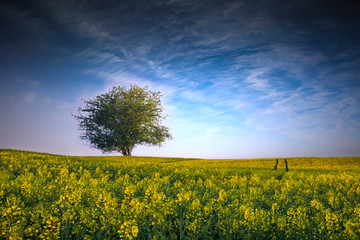 Rzepakowe Pole Z Pięknym Drzewem  © Wojciech Lisiński