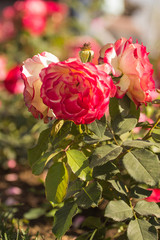 red roses in garden