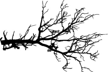 Tree Branch Silhouette