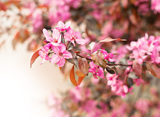 Spring flowers of decorative apple tree