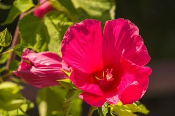 red and white tulips