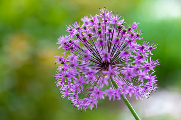 spring flowering, a beautiful onion bud