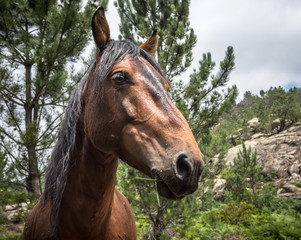 horses at peneda geres national park viana do castelo braga