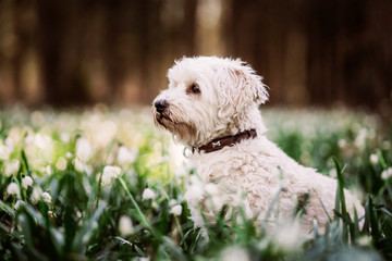 Havaneser-Malteser Mischlingshund sitzt zwischen Schneeglöckchen im Frühling