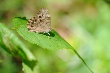 Appalachian Brown  