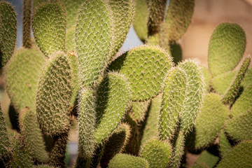 Close-up of Green Cactus - Succulent Plant Egypt Africa