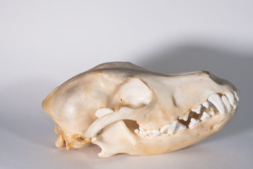Dog skull on white background