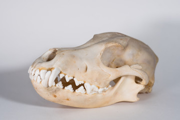 Dog skull on white background