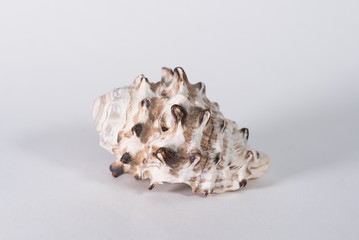 sea shell on white background