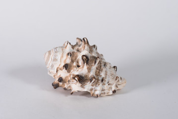 sea shell on white background