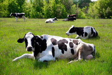 Black and white cow lying in field herding