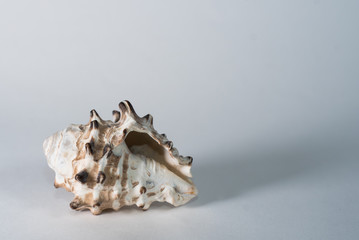 sea shell on white background