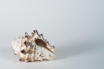 sea shell on white background