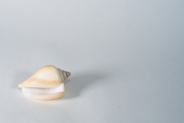 sea shell on white background