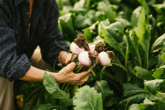 Gardener checking on quality of vegetebales from field