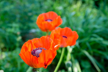 Red poppies in the garden. Selective focus.