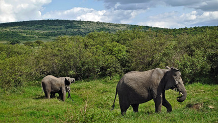 Kenya. A family of elephants grazes merrily on the green grass in the savannah of Masai Mara Park. Around the trees and hills. Happy animals.