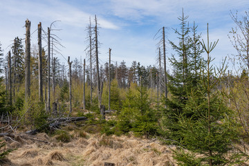 Forest in Stolowe Mountains National Park in Kudowa-Zdroj, Poland. A popular destination for trips in Poland.