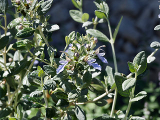 Strauchige Gamander (Teucrium fruticans) mit blau oder lila gefärbt glockenförmig blumen unter lanzettlich laubblätter, weiß oder rötlich filzig behaart Unterseite, glänzend Oberseite