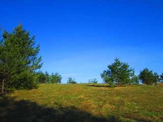 Obraz premium Forest