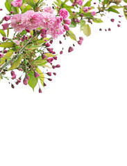 Spring flowers of decorative apple tree