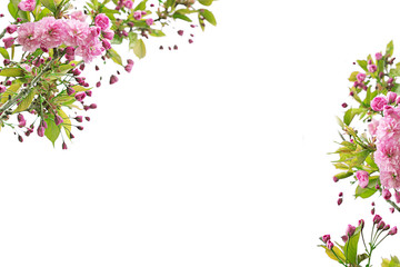 Obraz na płótnie Canvas Spring flowers of decorative apple tree