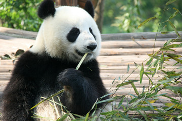 Naklejka premium giant panda in china