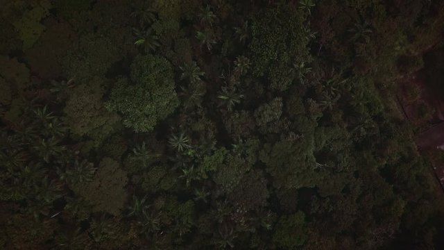 Cinematic Aerial Drone Shot of Dense Tropical Jungle Forest