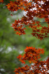 Red maple leaves entering the hot season