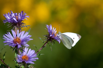 Cabbage White