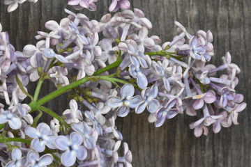 Beautiful closeup of a purple lilac – can be used as a background