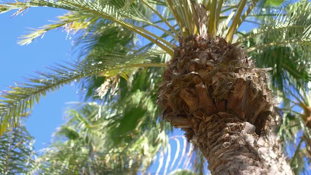 Palm trees background in 4k slow motion 60fps